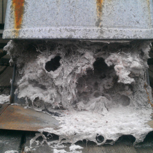 A new species of lint monster has been discovered.